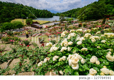 色とりどりの薔薇咲き誇るバラ園 東沢バラ公園 山形県 色とりどりの薔薇咲き誇るバラ園 東沢バラ公園 山形県 127784591