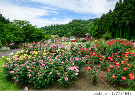 美しい薔薇咲き誇る　東沢バラ公園　山形県　 127784648