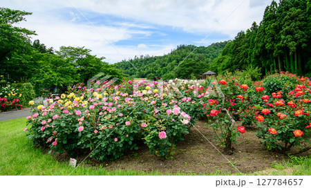 美しい薔薇咲き誇る 東沢バラ公園 山形県 美しい薔薇咲き誇る 東沢バラ公園 山形県 127784657