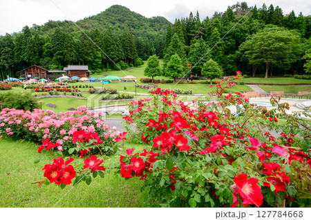 色とりどりの薔薇咲き誇るバラ園 東沢バラ公園 山形県 色とりどりの薔薇咲き誇るバラ園 東沢バラ公園 山形県 127784668