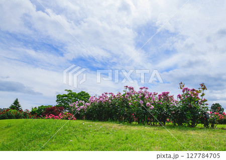 青空と美しい薔薇 東沢バラ公園 山形県 青空と美しい薔薇 東沢バラ公園 山形県 127784705