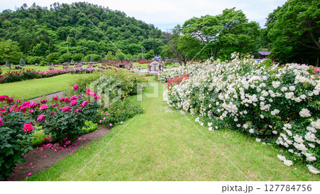美しい薔薇咲き誇るバラ園 東沢バラ公園 山形県 美しい薔薇咲き誇るバラ園 東沢バラ公園 山形県 127784756