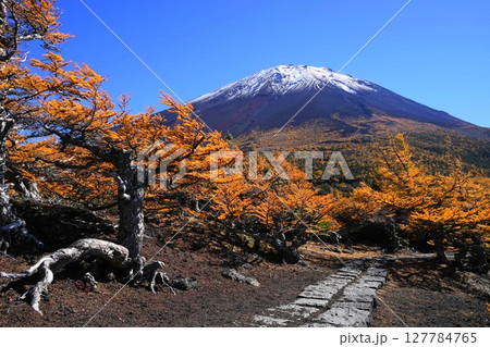 奥庭から見た、富士山とカラマツの黄葉　10月富士山602富士スバルライン・奥庭の紅葉 127784765