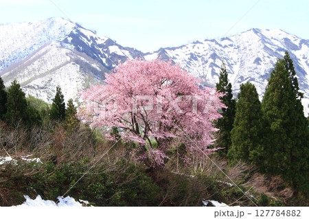 早春残雪の新潟県新潟県南魚沼市六日町清水巻機山登山口に咲くオオヤマザクラの花 早春残雪の新潟県新潟県南魚沼市六日町清水巻機山登山口に咲くオオヤマザクラの花 127784882