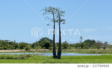 若いツインバオバブ（小さめの双子バオバブ） 127784920