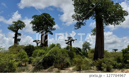横道のバオバブ(道沿いに数本生えている構図) 横道のバオバブ(道沿いに数本生えている構図) 127784967