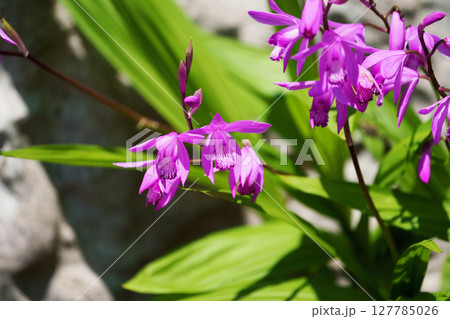 満開のシラン 127785026