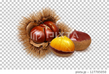 Chestnut illustration realistic chestnut burr Chestnut illustration realistic chestnut burr 127785050