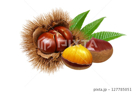 栗 イラスト リアル 毬栗 127785051