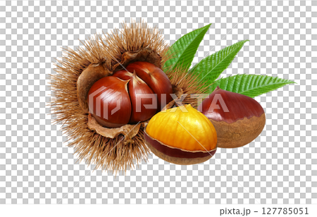 栗子插畫逼真的栗子毛刺 127785051