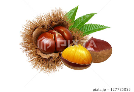 栗 イラスト リアル 毬栗 127785053