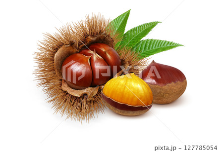 栗 イラスト リアル 毬栗 127785054