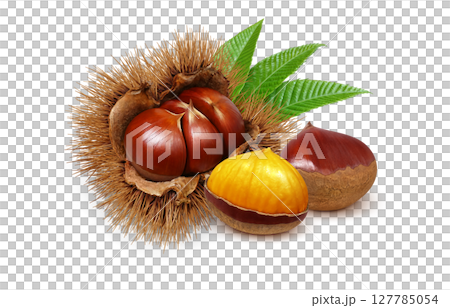 栗 イラスト リアル 毬栗 127785054