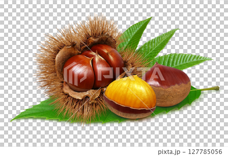 栗子插畫逼真的栗子毛刺 栗子插畫逼真的栗子毛刺 127785056