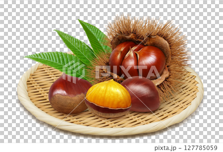 Chestnut illustration realistic chestnut burr 127785059