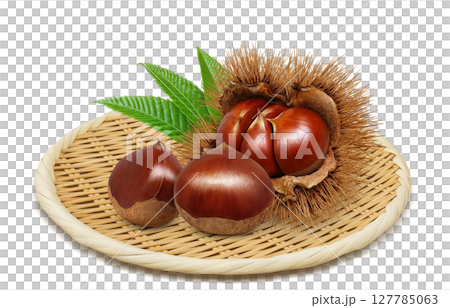 Chestnut illustration realistic chestnut burr Chestnut illustration realistic chestnut burr 127785063