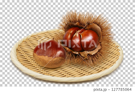 栗子插畫逼真的栗子毛刺 127785064