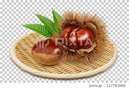 栗 イラスト リアル 毬栗 127785066