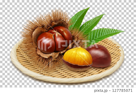 栗子插畫逼真的栗子毛刺 127785071