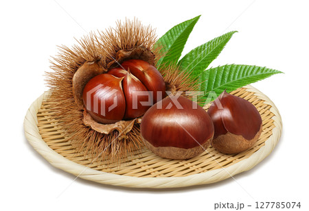 栗 イラスト リアル 毬栗 127785074