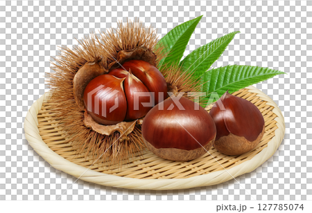 栗 イラスト リアル 毬栗 127785074