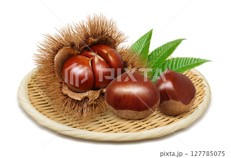 栗 イラスト リアル 毬栗 127785075
