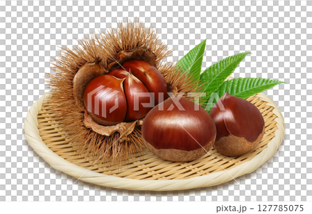 栗 イラスト リアル 毬栗 127785075