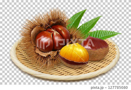 栗子插畫逼真的栗子毛刺 127785080