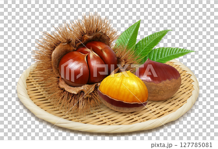 栗 イラスト リアル 毬栗 127785081