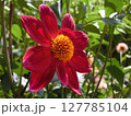 1輪でも美しい花 127785104