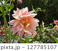 目立ちたがりなダリア 127785107