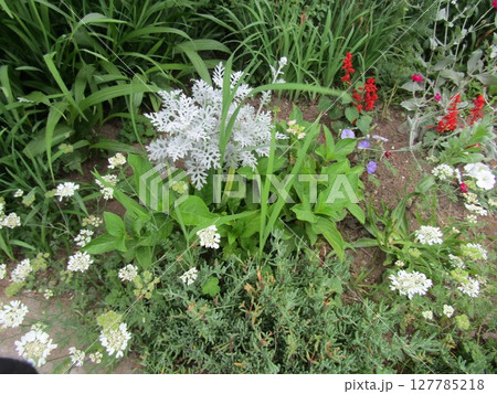 こじま花の会花畑に咲いた桃色と青色の紫陽花の花 こじま花の会花畑に咲いた桃色と青色の紫陽花の花 127785218