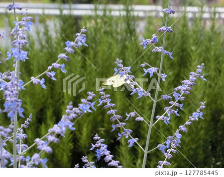 お花の上で一休み お花の上で一休み 127785445