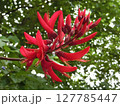 珍しい形の赤い花 127785447
