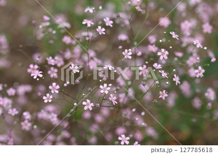 アカバナカスミソウの花 127785618