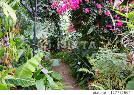 横浜市こども植物園 温室 横浜市こども植物園 温室 127785664