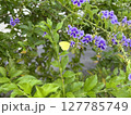 花の蜜を吸うキチョウ 127785749