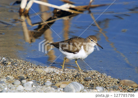 Common Sandpiper (Actitis hypoleucos) Crete, Greece Common Sandpiper (Actitis hypoleucos) Crete, Greece 127785786