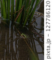 稲に掴まる上陸したてのアマガエル 127786120