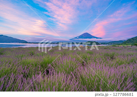 （山梨県）河口湖大石公園のラベンダー越しに富士山（赤富士）夜明け 127786681