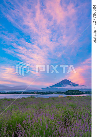(山梨県)河口湖大石公園のラベンダー越しに富士山(赤富士)夜明け (山梨県)河口湖大石公園のラベンダー越しに富士山(赤富士)夜明け 127786684