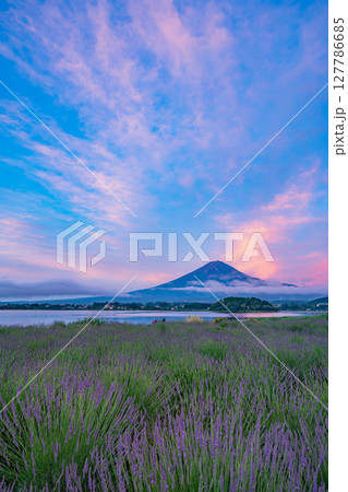 (山梨県)河口湖大石公園のラベンダー越しに富士山(赤富士)夜明け (山梨県)河口湖大石公園のラベンダー越しに富士山(赤富士)夜明け 127786685