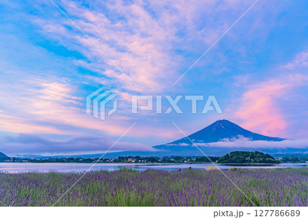 （山梨県）河口湖大石公園のラベンダー越しに富士山（赤富士）夜明け 127786689