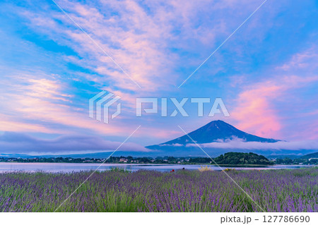 （山梨県）河口湖大石公園のラベンダー越しに富士山（赤富士）夜明け 127786690
