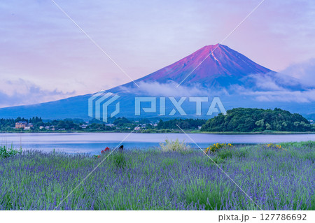 （山梨県）河口湖大石公園のラベンダー越しに富士山（赤富士）夜明け 127786692