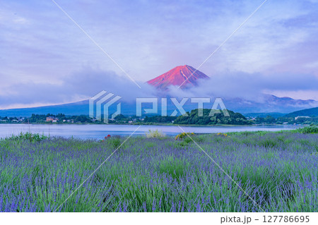（山梨県）河口湖大石公園のラベンダー越しに富士山（赤富士）夜明け 127786695