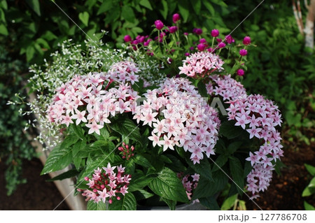 薄ピンク色ペンタスの寄せ植え 薄ピンク色ペンタスの寄せ植え 127786708