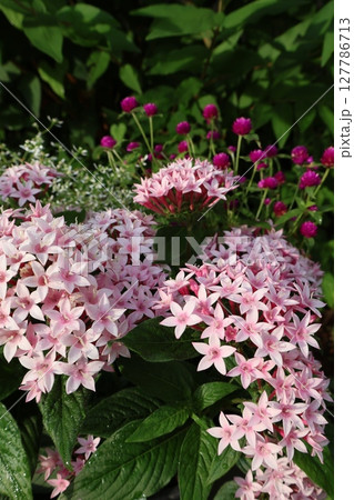 夏の花ペンタスと千日紅 夏の花ペンタスと千日紅 127786713