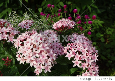 夏の花ペンタスとセンンチコウ 夏の花ペンタスとセンンチコウ 127786715
