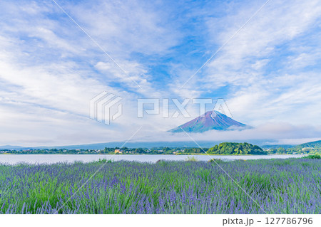 （山梨県）河口湖大石公園のラベンダー越しに富士山 127786796